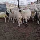 طليان لبنيه للبيع