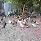 بط ودجاج واوزلبيع