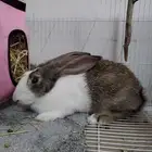 أرنب اليف على السوم
