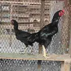 ديك ودجاجه مكس الماني