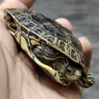 سلحفاة برمائية