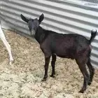 للبيع تيس طيب ب الحيل ماشاءالله تبارك الله