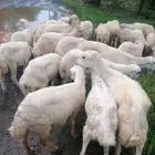 رخال