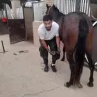 بيطار مصري علي مستوي واصل مرا
