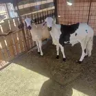 سواكن جذعان للبيع