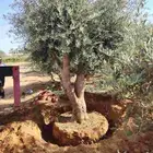 زيتون معمر لتوصل علا