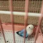 الاحساء الهفوف الخاديه