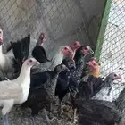 دجاج بلدي للبيع