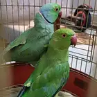 4 اجواز درة جملة 550