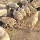 غنم وحاشي للجمله من جده