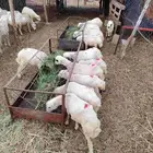 رخال لبيع العدد 12 الموقع جيزان إسكان الحصمه