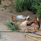 الدجاج للبيع