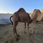 قعود وبكره للبيع