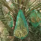 جثايث نقايل نخل للبيع