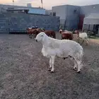 بيع خروف فحل وضان سواكن