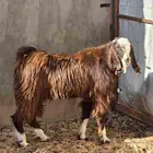 تيس مصري