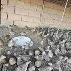 بط وسمان للبيع جمله وتجزيه