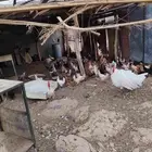 دجاج للبيع بلدي ورومي ووز