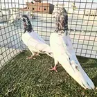 باكستاتي تيدي