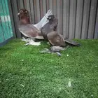 طبه الاسكا دبل كرست
