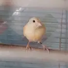 3 اناث كناريي للبيع