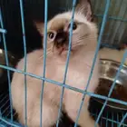 قط سيامي بيور عمره 3 شهور للبيع