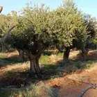 سلام عليكم يوجد لدينا أشجار الزيتون مثمر