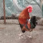 ديك فرنسي للبيع حار