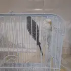ببغاء حوب هديه
