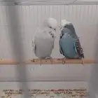 جوز بادجي انقليزي منتج معاه خمسه بيضات اربعه ملقحه وحده جديد