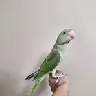 فرخ نيبالي ذكر