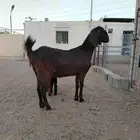 عنز مصريه شيخه والد