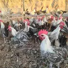 ديوك فيومي   مشكل