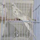 جوز كروان شباب الأنثى البينو صافي والذكر هاف بايد