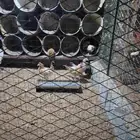 دجاج صغير بالعمر