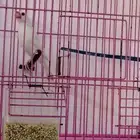 جاوا ذكر ابيض كامل مع القفص