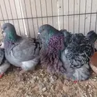 حمام فرش انثتين وحل خوار