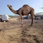 بعير للبيع