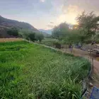 بونيكام للبيع