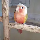 ببغاء كنيور دبل فاكتور طفرة أليف جدا .