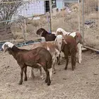 طليان سواكن مع التوصيل