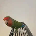 طائر روز رد فيس