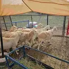 ضان كفو للبيع