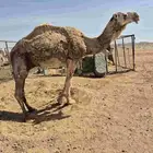 الفحل للبيع