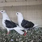قطيفي مكتف