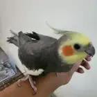 جوز كروان جاهز للأنتاج