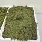نبات فلات موس
