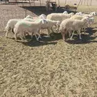 غنم حريات رخال