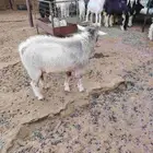 تيس قزم لعوب جذع