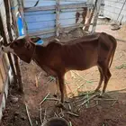 عجله للبيع عمرها 5 اشهر ونص